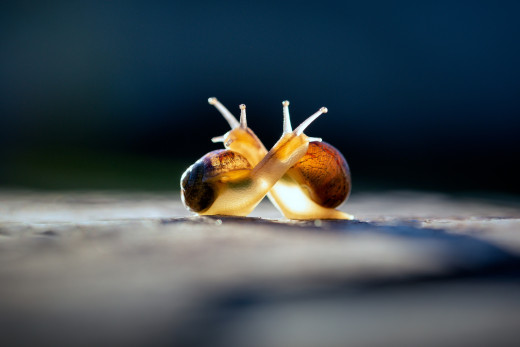 �1761535 �������(a): ����������:2048x1365